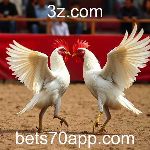 Rinha de Galos: A Controversa Prática e o Impacto de Bet 70